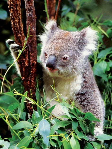 6 Unique Animals of Australia | EF Go Ahead Tours