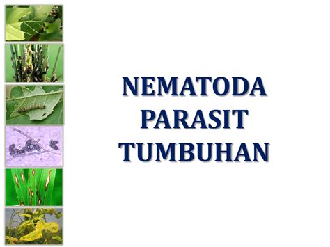 Nematoda Parasit Tumbuhan