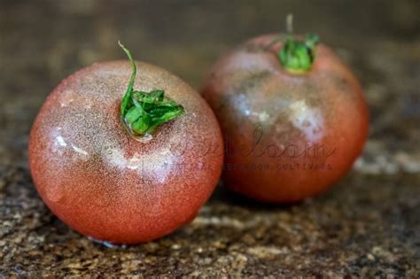 Dwarf Velvet Night Tomato Vertiloom