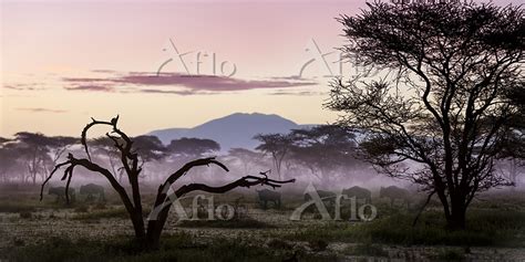 タンザニア ンゴロンゴロ保全地域 172949174 の写真素材 アフロ