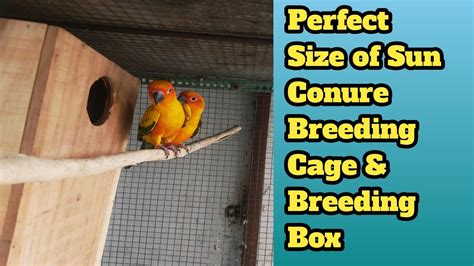 Sun Conure Breeding Perfect Cage Size Breeding Box YouTube