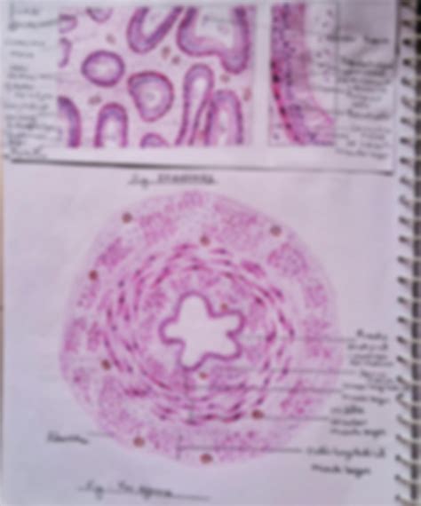 Solution Male Reproductive System Histology With Real Slides Brief And