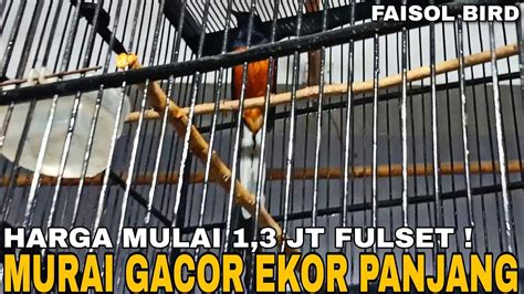 Banting Harga Murai Batu Gacor Ekor Panjang Mulai Jt Fulset