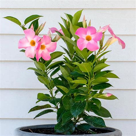 Mandevilla Flowering Creeper Plant Ubicaciondepersonas Cdmx Gob Mx