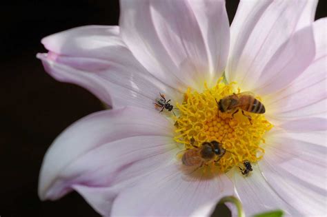 Celebrating Our Powerful Pollinators For World Bee Day Bee Friendly