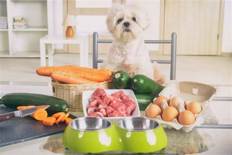 Proteína para perros cómo elegir los alimentos adecuados Vida con