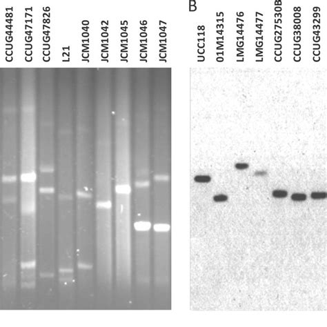 Southern Hybridization Analysis Of The Presence Of Bsh Lsl