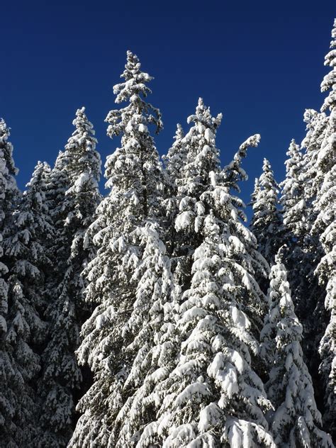 Free Images Landscape Tree Nature Wilderness Branch Cold Frost