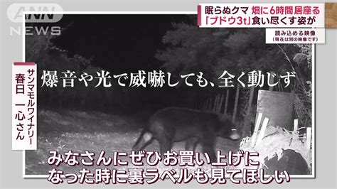 眠らぬクマ “冬眠前”脅威の食欲明らかに 畑に相次ぎ出没400kg巨大ヒグマも