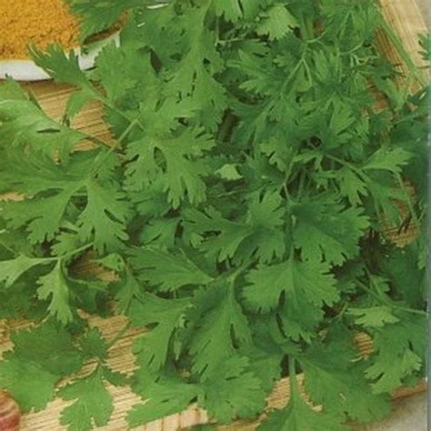 Кинза (кориандр) Прелесть: описание сорта, характеристики, агротехника ...