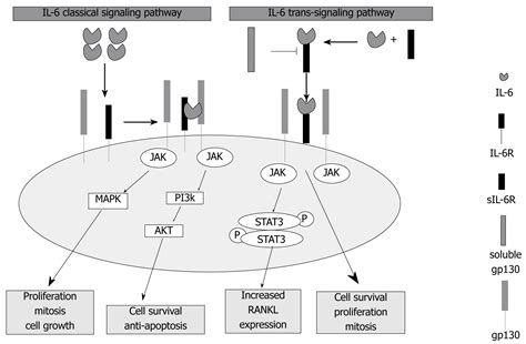 Il 6 Il 6r As A Potential Key Signaling Pathway In Prostate Cancer