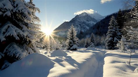 Winter forest Wallpaper (Tranquil woods, Majestic mountains) #580