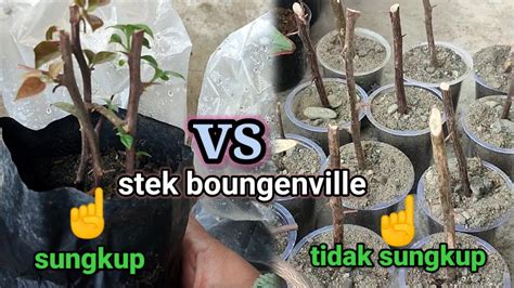 Cara Stek Tanaman Bunga Bougenville Dengan Sungkup Dan Tanpa Sungkup