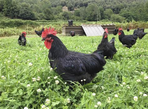 Rocanegra De Santa Pau Fa Cria De Pollastres Ecològics Imma Bosch