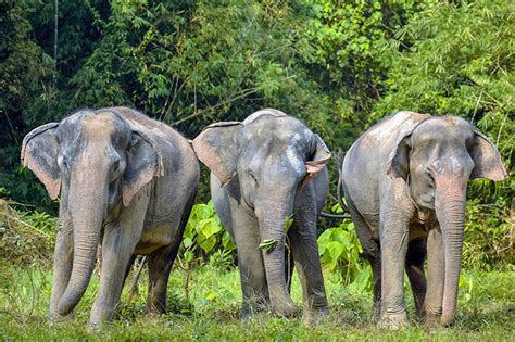 Phuket Elephant Sanctuary Day Tour • View Details