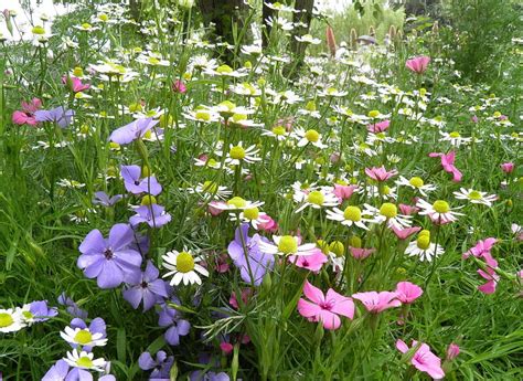 Flowers Summer Camomile Beauty Polyana Glade HD Wallpaper Pxfuel