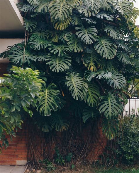 Muda De Costela De Adão Monstera Deliciosa Raiz Mercado Livre