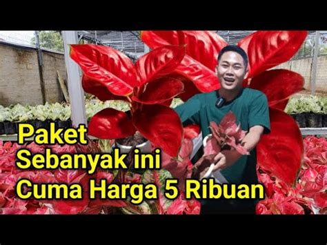 Paket Aglonema Terbaru Harga Cuma Ribuan Langsung Dari Bos Besar