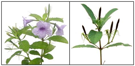 Ruellia tuberosa - Alchetron, The Free Social Encyclopedia