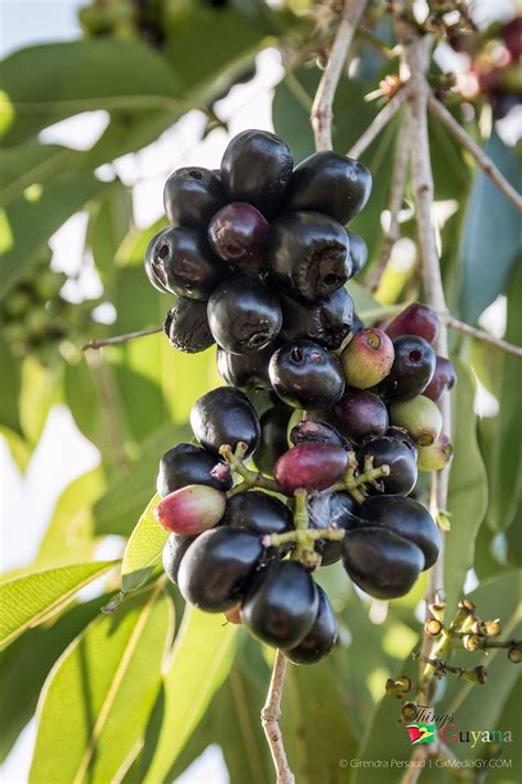 How and Where to Grow Jambul/Jamun, Growing Jamun Plant | Plants, Fruit ...