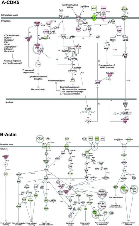 Cdk A And Actin B Signaling Pathway In Primary Neurons Analysis