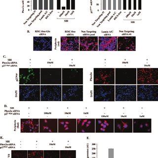 Cytoplasmic localization of p27 Kip1 upon catecholaminergic neuron ... 