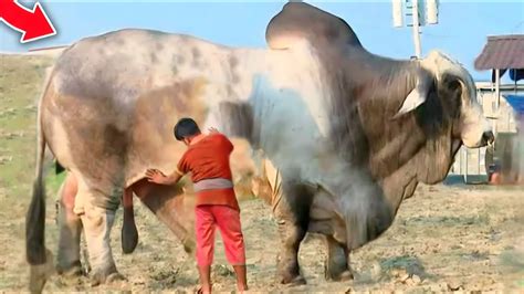 দানবের মতন হাট কাঁপানো সেরা ৫টি গরু গরু হাট ২০২৩ Cow Biggest Bull