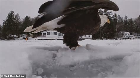 What A Catch Bald Eagle Steals Fishermans First Fish Of The Day In