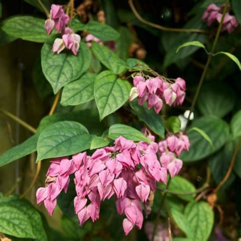 Clerodendrum Thomsoniae Clerodendron De Thomson Grimpant Arborescence