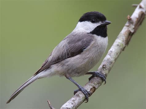 Popular Backyard Birds of Mississippi (With Pictures) - Birdwatching Tips