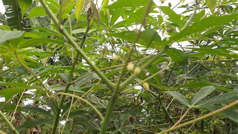 Mostrando pra quem não conhece a flor do aipim pé de aipim carregado