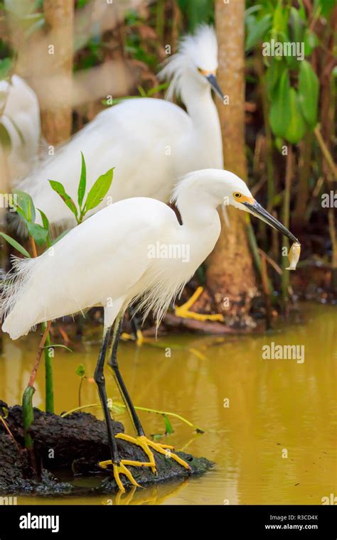 Snowy Egret Egretta Thula With Fish Ding Darling National Wildlife