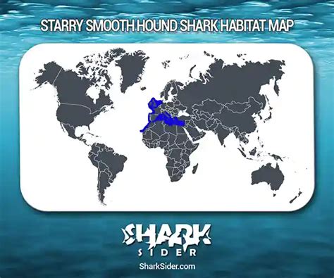 Starry Smooth-Hound Shark– Facts, Size, Behavior, Diet, Pictures