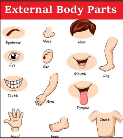 Body Parts Name, All 50 Body Parts Name in English