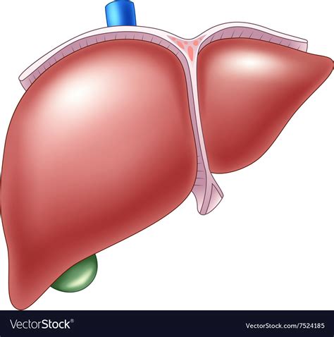 Cartoon Of Human Liver Anatomy Royalty Free Vector Image