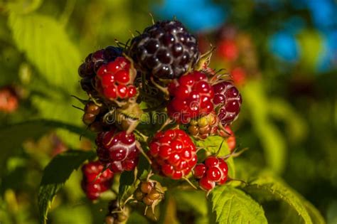 Pomodori Freschi Sulla Vite In Una Cassa Di Legno Fotografia Stock