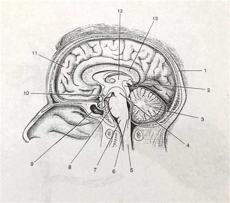 Sagittal section of the central nervous system diagram Diagram | Quizlet