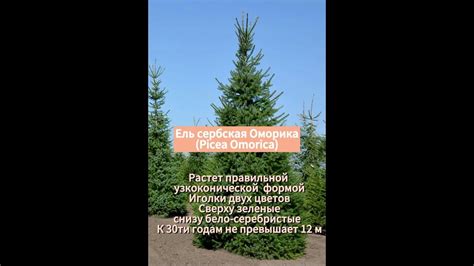 Топ 10 Новогодних и Рождественских елей в сад. Выбрать, купить и ...