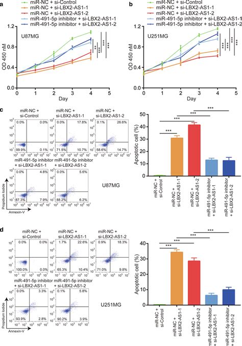 Lbx As Regulated Cell Proliferation And Apoptosis Via Sponging