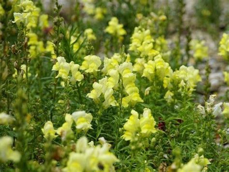 43 Beautiful Yellow Flowers You Can Grow In Your Garden Today Florgeous