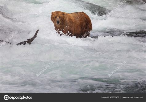 Grizzly Bear Hunting Salmon Brooks Falls Coastal Brown Grizzly Bears ...