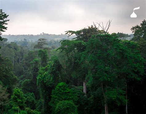 Hershey Continues to Scale Cocoa Sustainability Efforts