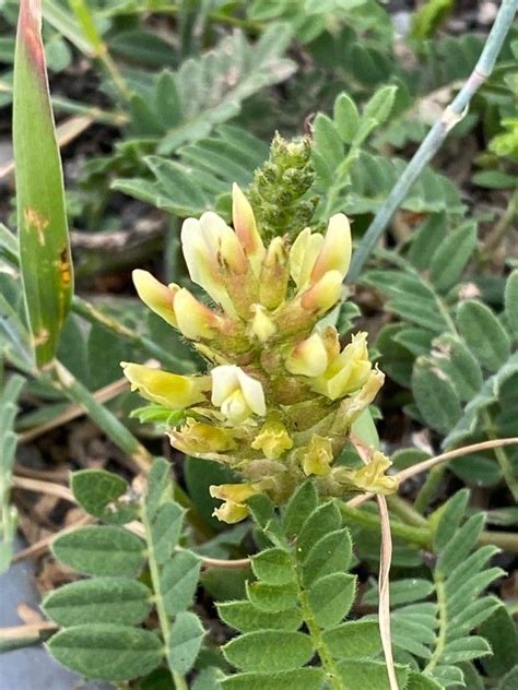 Astragalus Cicer L Cicer Milk Vetch World Flora Plntnet Identify