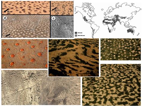 Vegetation Patterns Across The Globe