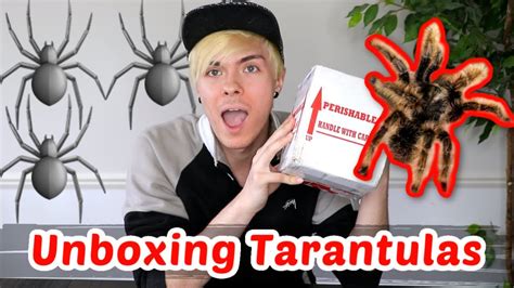 Unboxing Tarantulas I Ordered Online Youtube