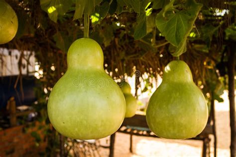 Growing Gourds: How to Plant, Grow, and Harvest Gourds