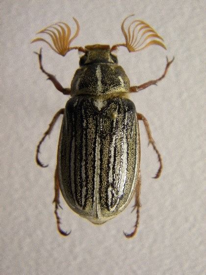 Ten Lined June Beetle Polyphylla Decemlineata Bugguidenet