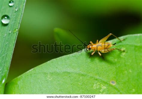 921 Cricket Sounds Images, Stock Photos & Vectors | Shutterstock