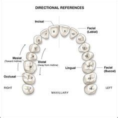 19 Best Tooth chart ideas | dental assistant study, tooth chart, dental ...