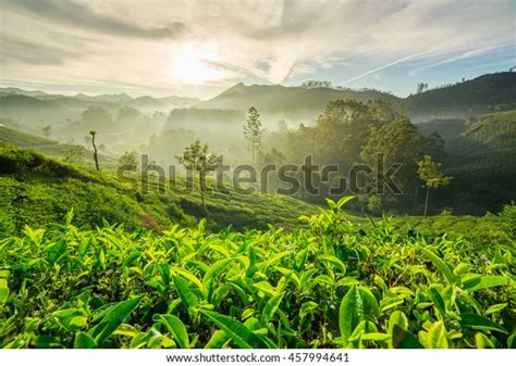 Sunrise Over Tea Plantations Munnar Kerala Stock Photo (Edit Now) 457994641